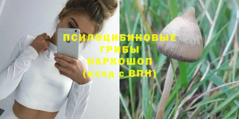 цены   Выборг  Псилоцибиновые грибы Psilocybe 